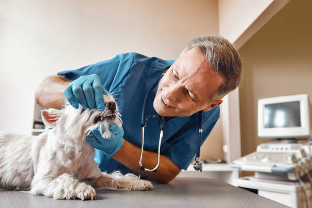 Best Pediatric Emergency Dentist in Lovington, IL